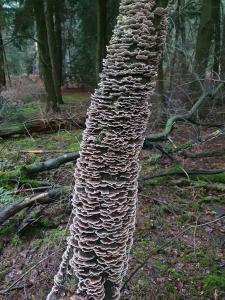 Annelies 04 Boom in Putten voor heel veel elfjes